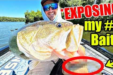 Watch THIS BAIT become my #1 Winter Fishing Weapon!