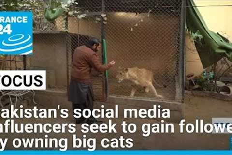 Pakistan's social media influencers seek to gain followers by owning big cats • FRANCE 24 English
