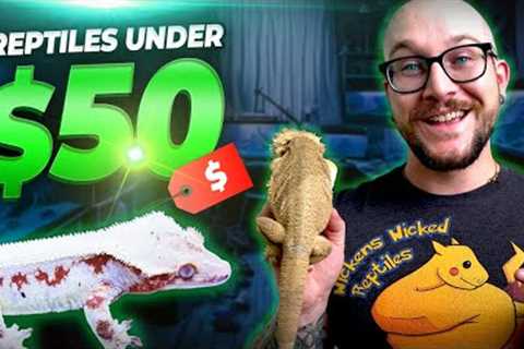 The Best Pet Reptiles for Under $50