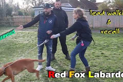 Fox Red Labrador, Nervous, Lead Walking &amp; Recall - Professional Dog Trainer