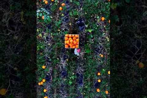 The World Food Bank #earth #foodbanks #food #trendingshorts #shorts
