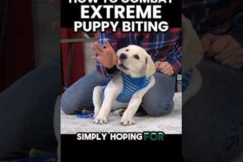 How To Combat Extreme Puppy Biting