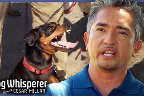 Miniature Pinscher Viciously Attacks Young Family | Dog Whisperer With Cesar Millan
