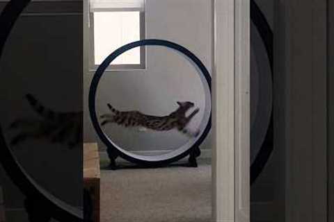 F1 savannah cat nyx charging up the homestead - #One_Fast_Cat exercise wheel