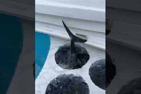 How to Keep Bait Alive in Tuna Tubes