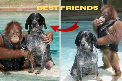 The Most Unexpected Animal Friendships Ever!