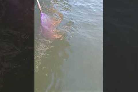 Success with Lures at the Lake #fishing #lakelure #fish #lure #lurefishing