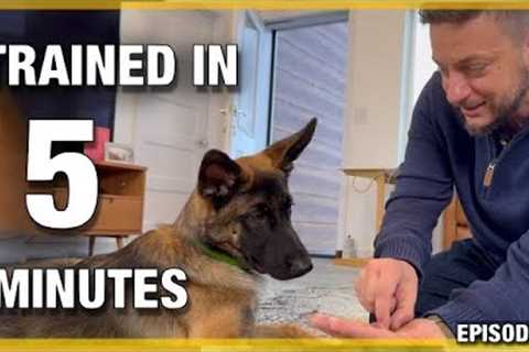 How To Guarantee Your Dog Leaves Things Alone Almost Instantly!
