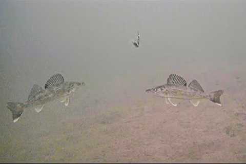 Ice Fishing Schools of Walleyes with an Underwater Camera!