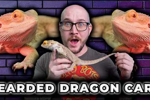 Complete Bearded Dragon Care Guide | Everything You Need To Know in 2023