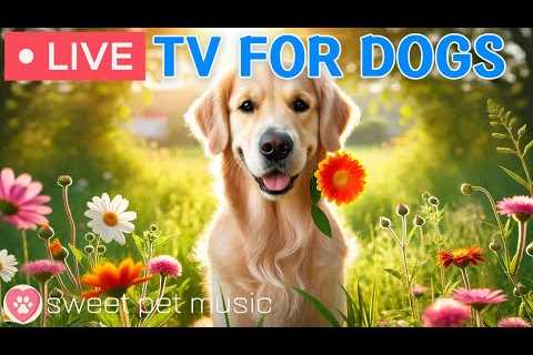 🔴 Ultimate Dog TV｜Relaxing Music for Dogs🎵🐶Calming Scenes for Stress Relief and Separation..