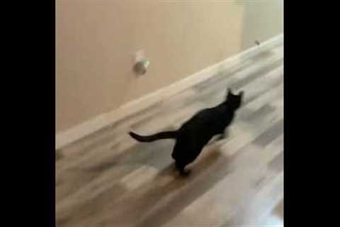 Teaching foster rescue cat to fetch. Pls watch my training cat videos 😽😻