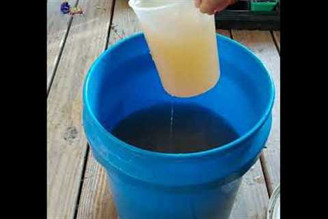Make Liquid Fertilizer from Kitchen Scraps || Gardening Hack