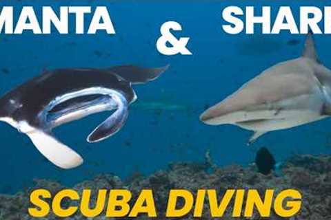 What Surprising Creatures Did I See Scuba Diving in the Maldives?