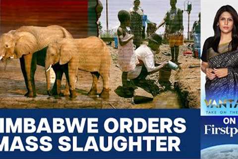 Zimbabwe to Kill 200 Elephants to Feed People Amid Drought | Vantage With Palki Sharma