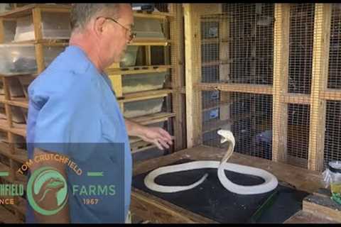 So You think You Want A Venomous Snake?
