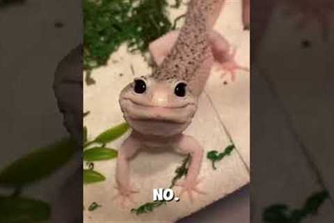 The Cutest Exotic Pets You’ll Wish You Had!  #shorts