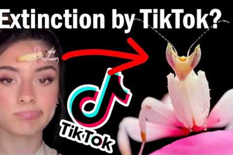 TikTok's Exotic Pet Problem