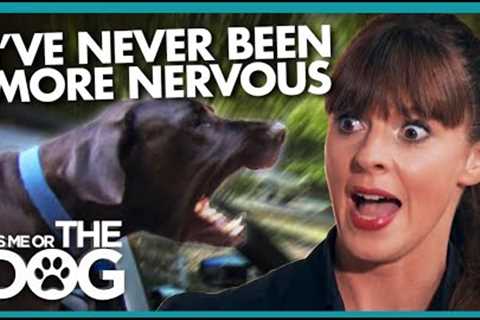 Aggressive Great Danes Attack Dog Trainer during Car Journey |  It's Me or The Dog USA
