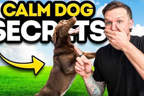 How to calm down any dog with these EASY dog training tips!