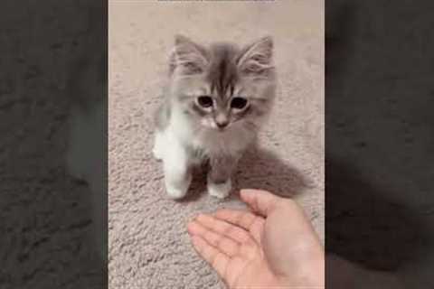 Teaching handshake 🤝 #cat #kitten #cutecat #catlover #cute #cuteanimals #cattraining