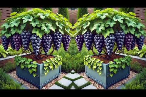 LIVE🔴🌿Home Grape Gardening: From Planting to Harvesting #livestream #live