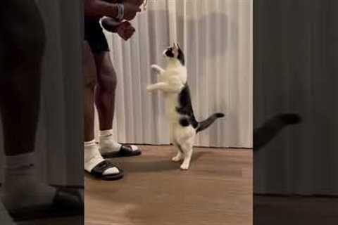 Intelligent Cat Knows All Tricks || PETASTIC 🐾