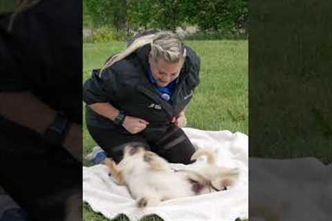 What To Do When A Puppy Bites You