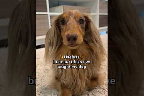 Useless but cute tricks I’ve taught my dog🥰what’s your favorite? #dogtricks #dogtraining #dachshund