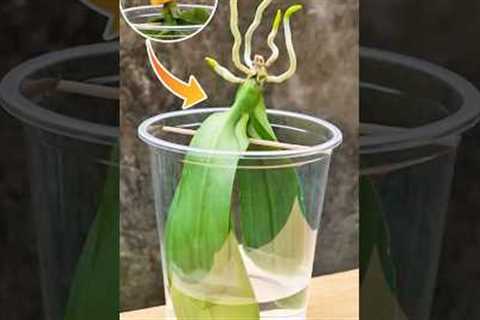 Never Throw Away Dead Orchids After Reading This! Growing Rootless Orchids in Water