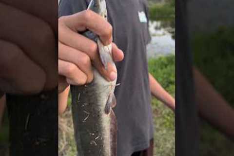 A Catfish That Walks??? Catch and Cook!!