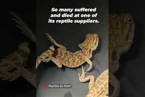 Why Buying Bearded Dragons Isn’t Kind 💔
