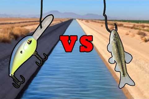 LIVE BAIT VS LURES - What Bait Catches More Fish?