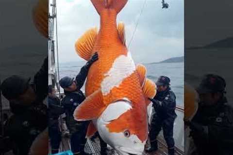 Giant Sea Monsters Caught by Fishermen! 🐙🎣#GiantSeaCreatures #FishingDiscoveries #OceanMysteries