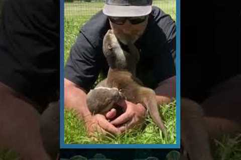 Kind People &amp; Their Unlikely Friendships #animals #animalfriends #cute #animalshorts..