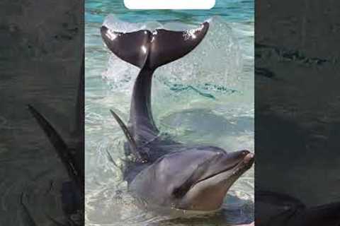 The Most Adorable Animal Friendships!