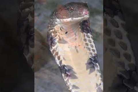 Jaw-Dropping Exotic Pets of the Elite! #pets