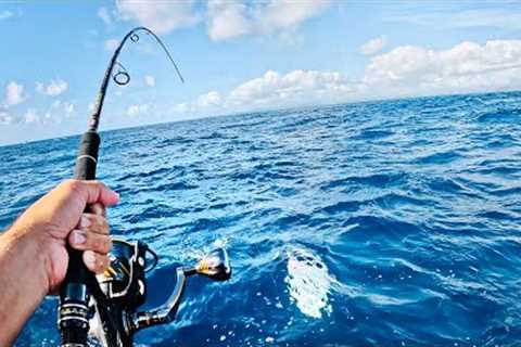 Catching Lunch, Unexpected Fish - CATCH AND COOK