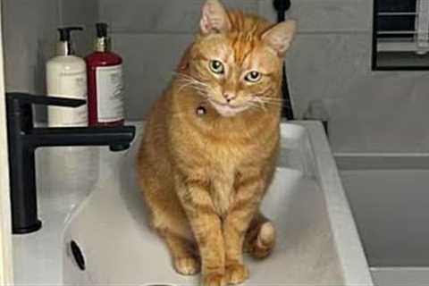 I Can't With These Cats!!   Silly and Funny Cats Video