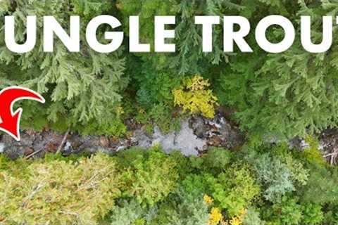 Fishing the American Rainforest for Native Fish (Tenkara Fly Fishing)