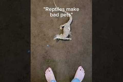 Monitor lizards are basically cats.