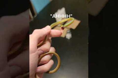 Stealing snakes from the wild is a bad idea. #reptiles #venomoussnakes #pets #rattlesnake #cobra