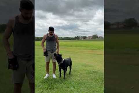 5 cool tricks to teach your dog. #canecorso #dogtrainingtips #dogs