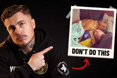 3 Mistakes Owners Make Every Day (Reactive dog demo)