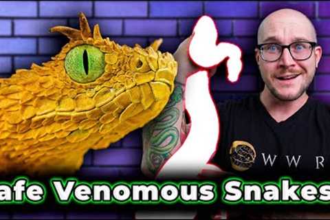Top 5 SAFEST Venomous Snakes As Pets!