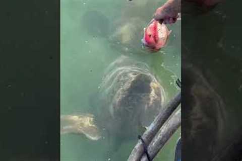 Feeding a giant grouper by hand, is still mind blowing to me. #fishfrenzycrew #goliathgrouper
