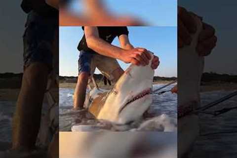 200kg shark becomes the bait #fishing #fish #shark #sharks #ocean