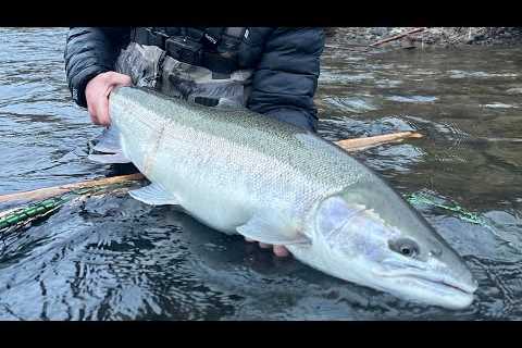Handling and Targeting BIG WILD STEELHEAD