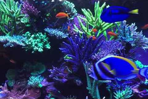 🐟 Coral Reef Aquarium Fish Tank with Water Sound - Tropical Fish, Screensaver 10 Hours