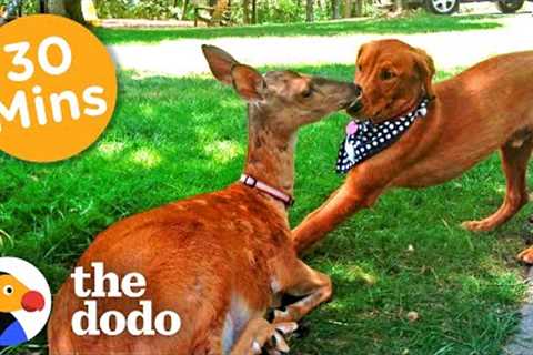 30+ Minutes Of The Oddest Couples You've Ever Seen | The Dodo